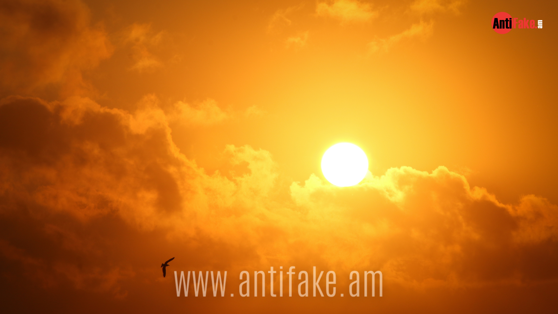 article-image